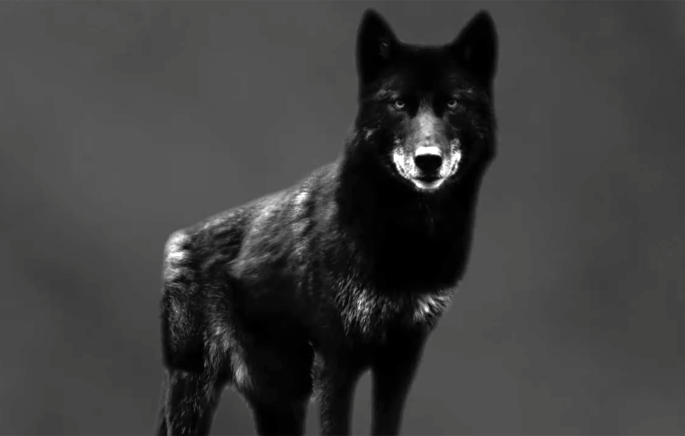 Ο Δημήτρης Λάλος από πουλί στον «Σασμό» έγινε λύκος στον «Τιμωρό» &#8211; Δείτε το teaser της νέας σειράς του Αlpha