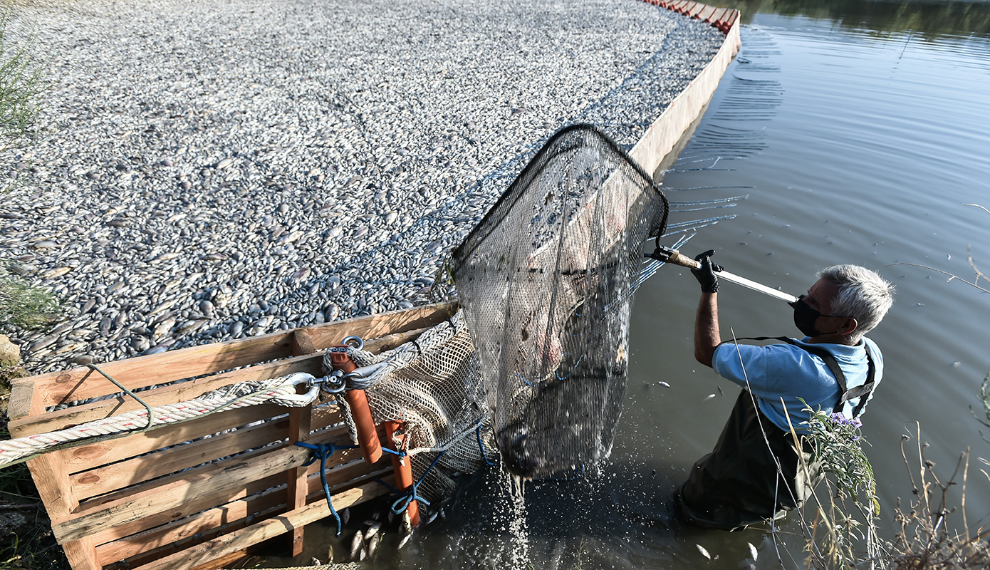 νεκρα ψαρια νεκρα ψαρια