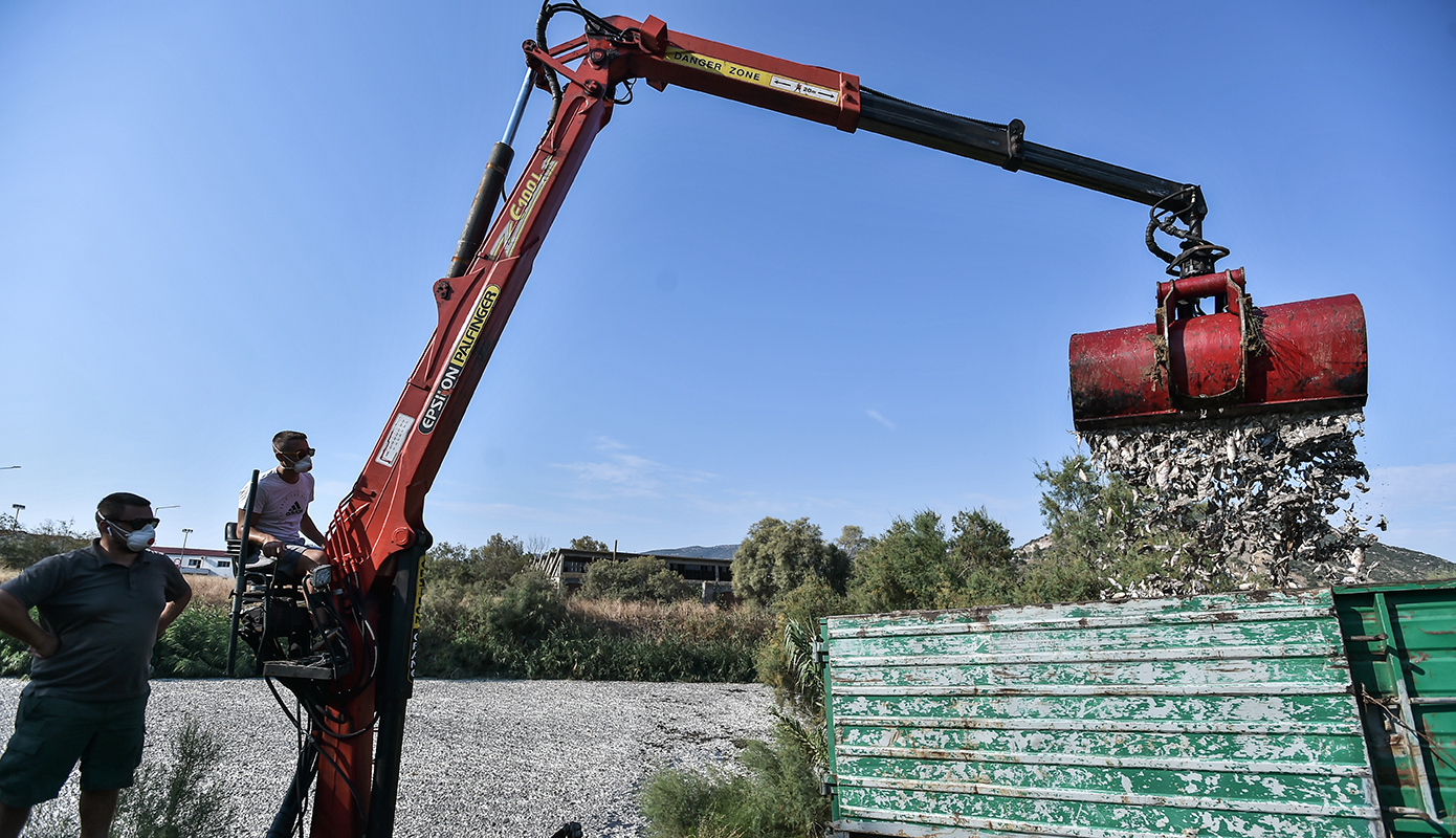 νεκρα ψαρια νεκρα ψαρια