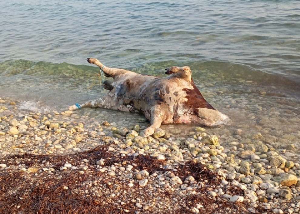 Αποκρουστικό θέαμα στη Λευκάδα – Η θάλασσα ξεβράζει αγελάδες