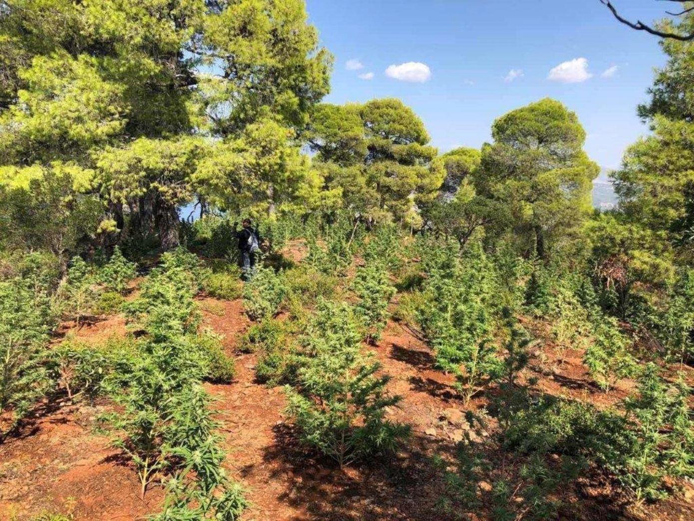 Είχαν κρύψει φυτεία με 1.000 δενδρύλλια κάνναβης σε δάσος της Θεσσαλονίκης &#8211; Είχαν στήσει και σκηνή για να τη φυλάνε!