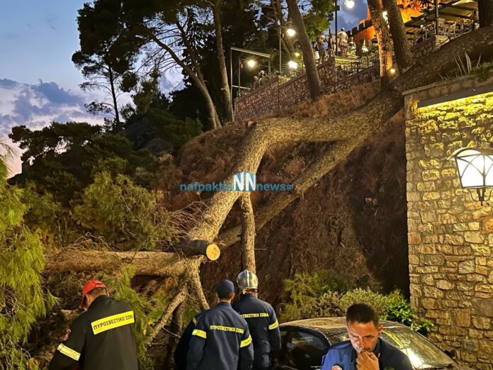 Πεύκο έπεσε πάνω σε σταθμευμένο αυτοκίνητο στη Ναύπακτο – Δεν υπήρξαν τραυματισμοί