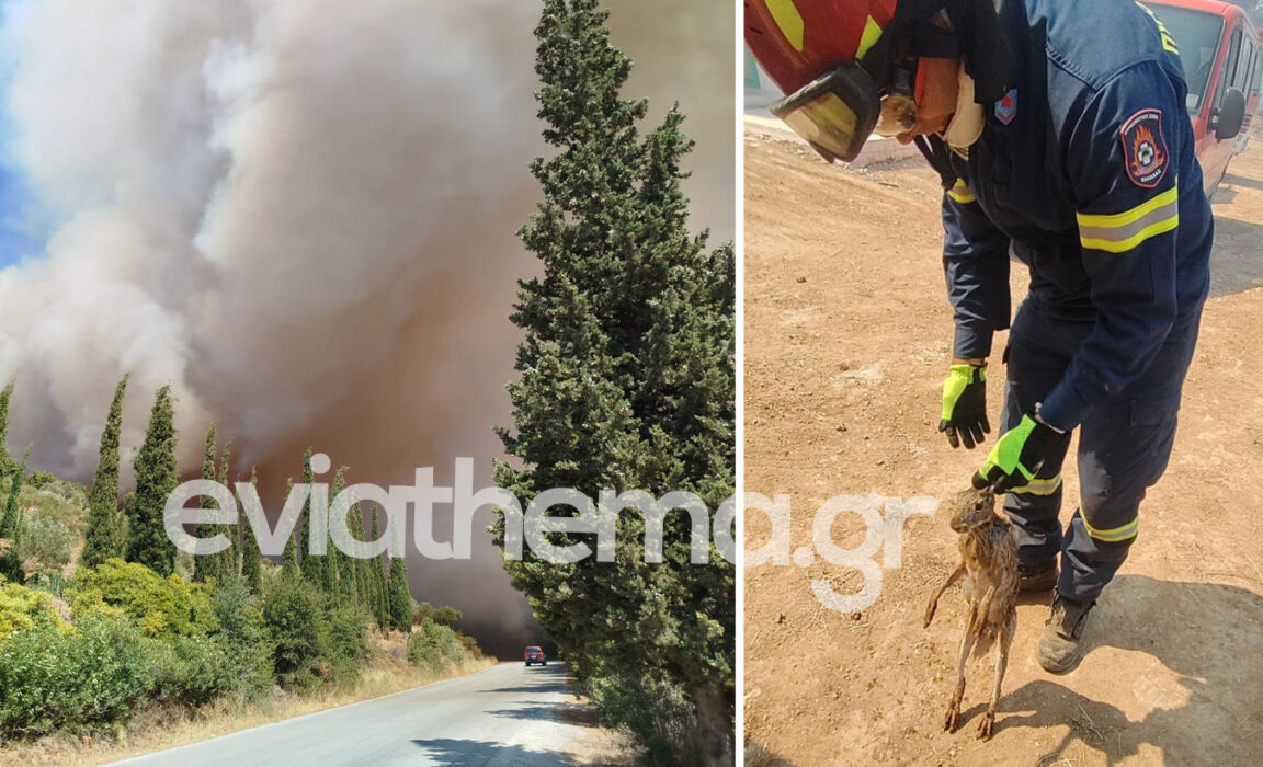 Φωτιά στην Εύβοια: Πυροσβέστης έσωσε έναν μικρό λαγό από το πύρινο μέτωπο