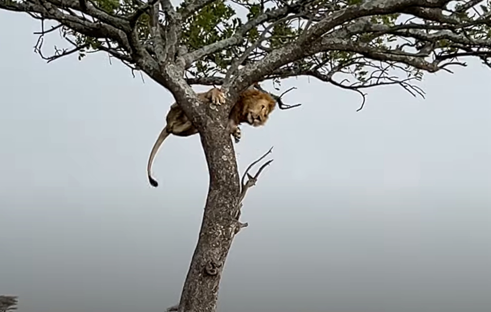Το εντυπωσιακά προσεκτικό κατέβασμα ενός λιονταριού από το δέντρο
