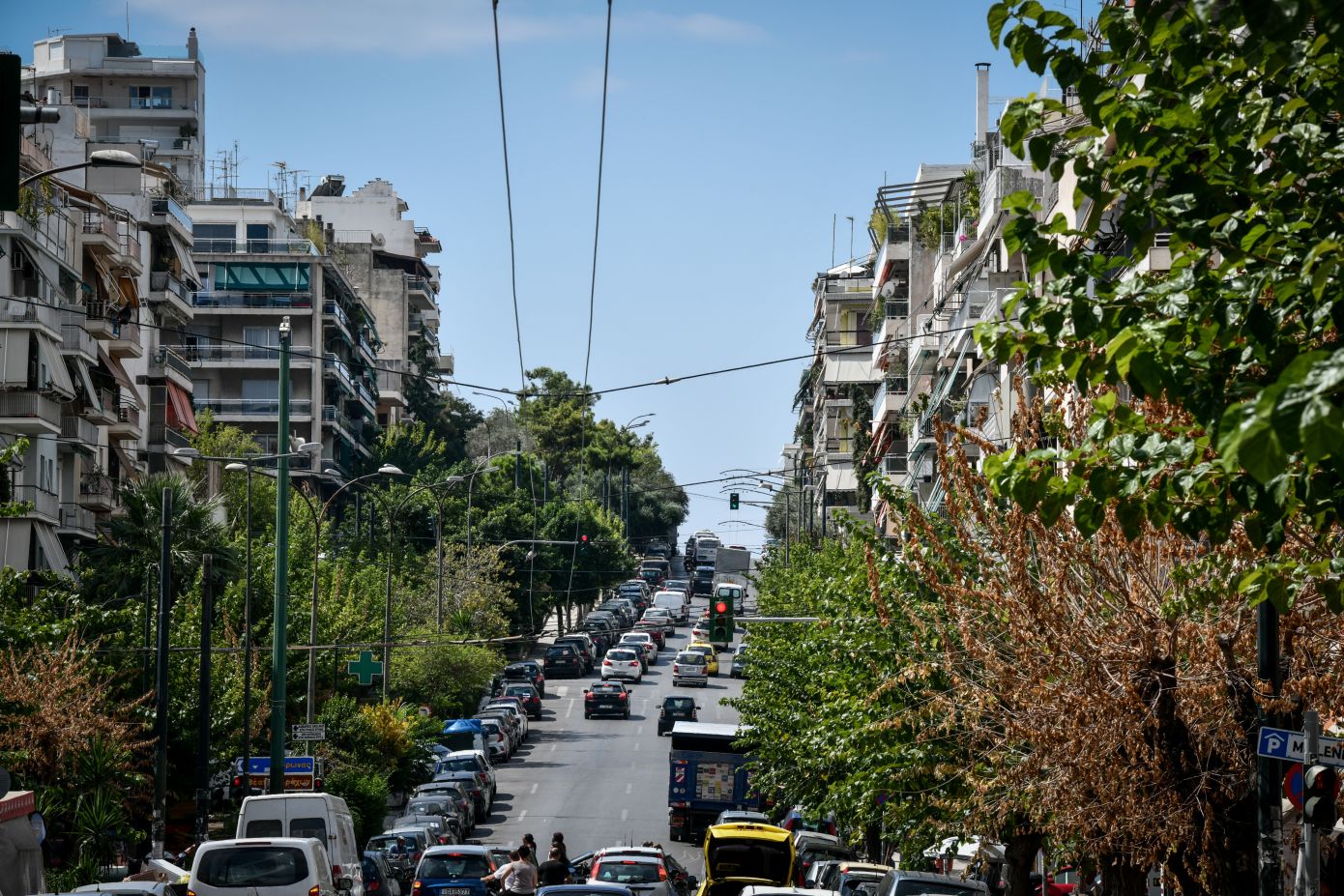 Το έντομο Xylotrechus chinensis από την Κίνα απειλεί 8.000 μουριές στην Αθήνα