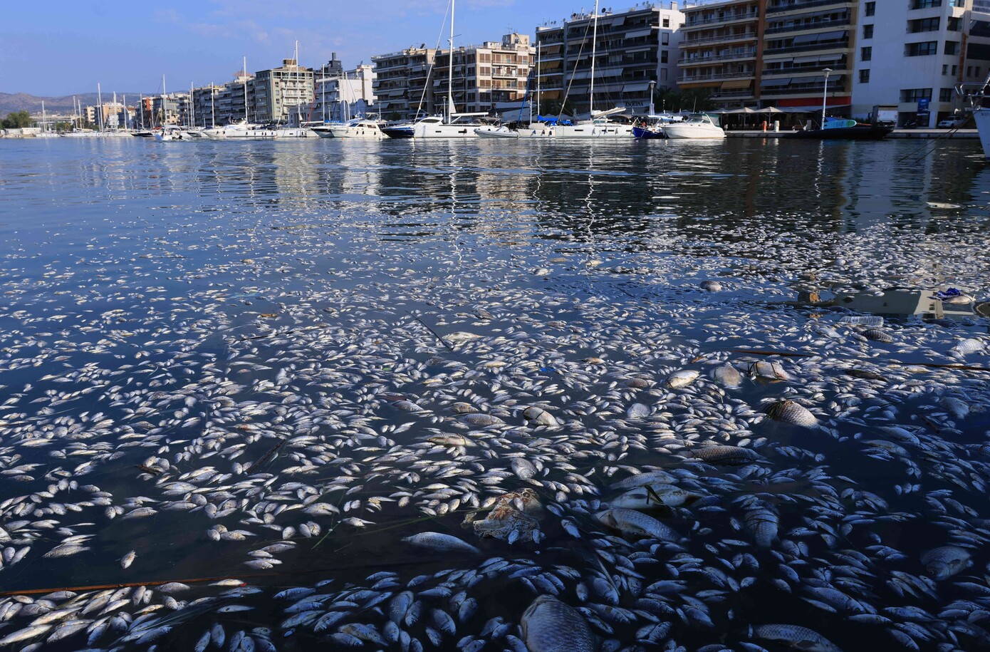 Χάθηκε η θάλασσα από τα νεκρά ψάρια στον Βόλο &#8211; Σοκάρουν οι εικόνες