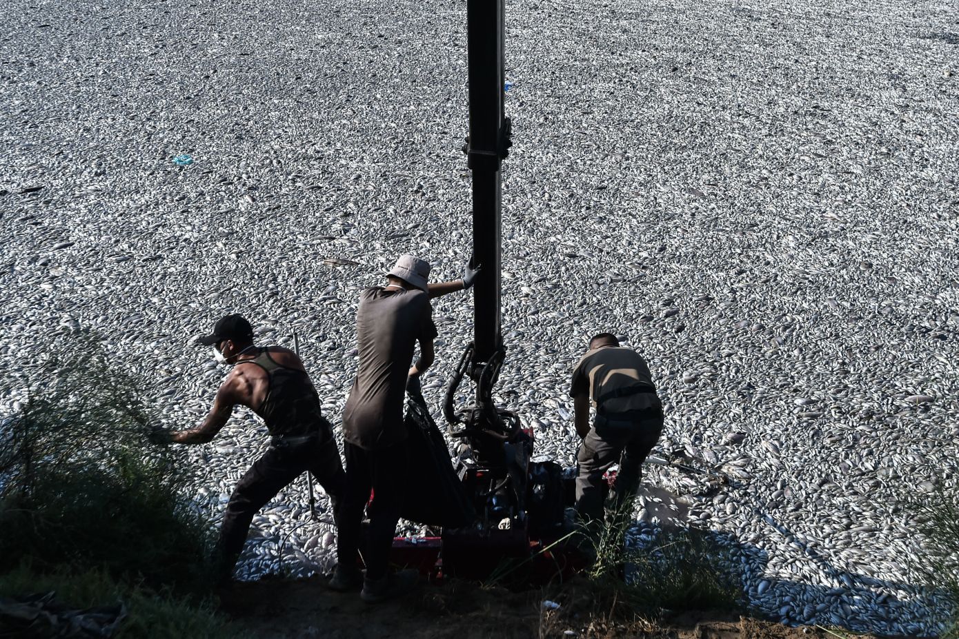 Νέες, συγκλονιστικές εικόνες από τα νεκρά ψάρια στον Βόλο &#8211; Σε ποιες παραλίες συνιστάται η αποφυγή κολύμβησης