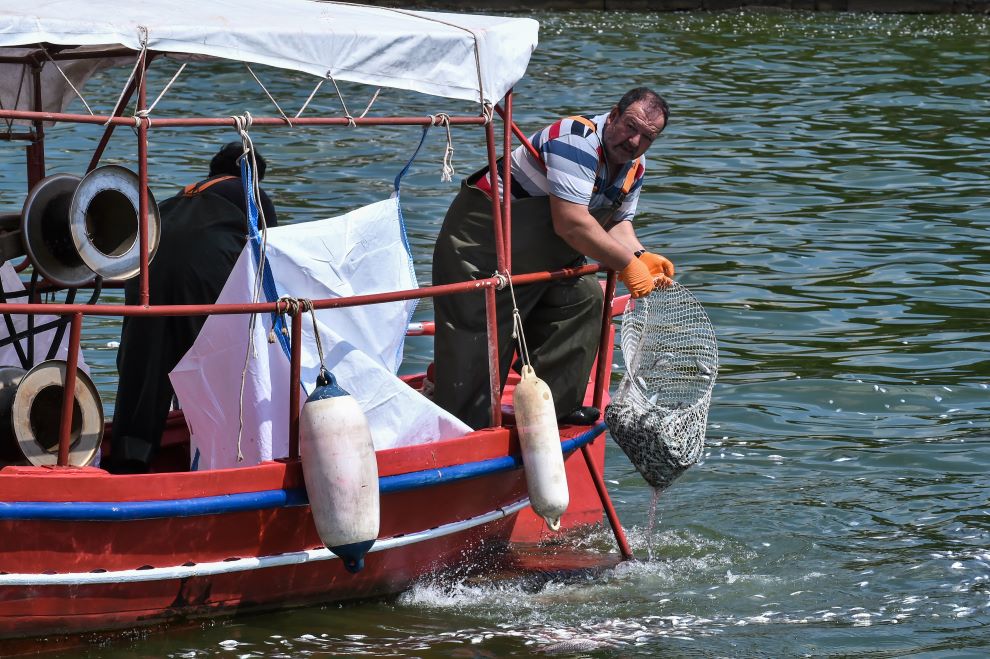 Πάνω από 160 τόνοι νεκρών ψαριών απομακρύνθηκαν μέχρι χθες απο την παραλία του Βόλου