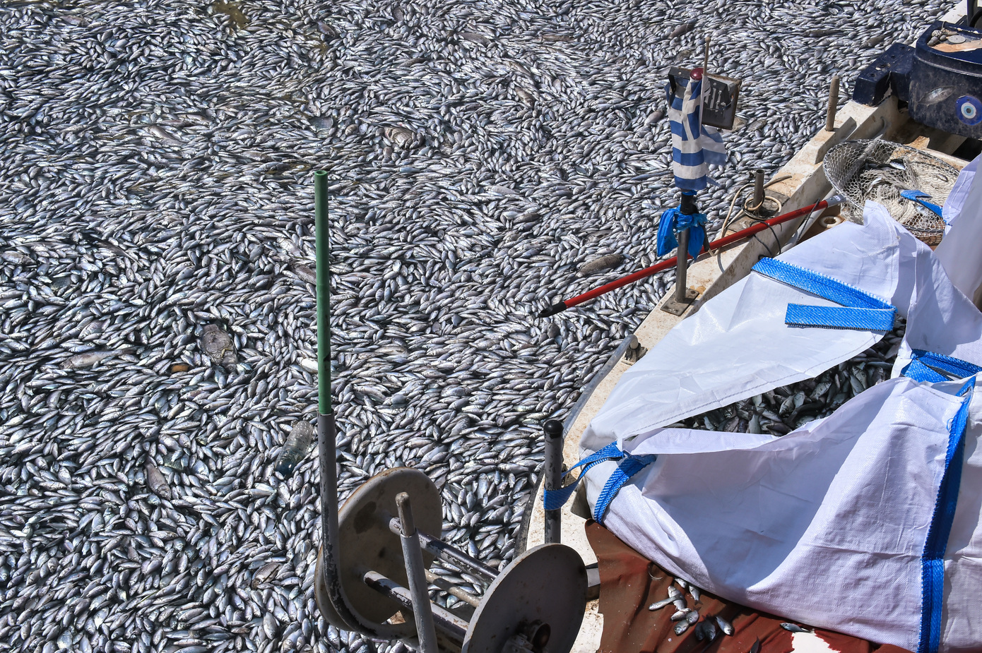 «Βουνό» με χιλιάδες νεκρά ψάρια στον Βόλο, έχουν μαζέψει πάνω από 57 τόνους – Βίντεο και φωτογραφίες