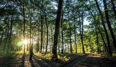 Πέντε μαγικά δάση της Ελλάδας που αξίζει να επισκεφτείς