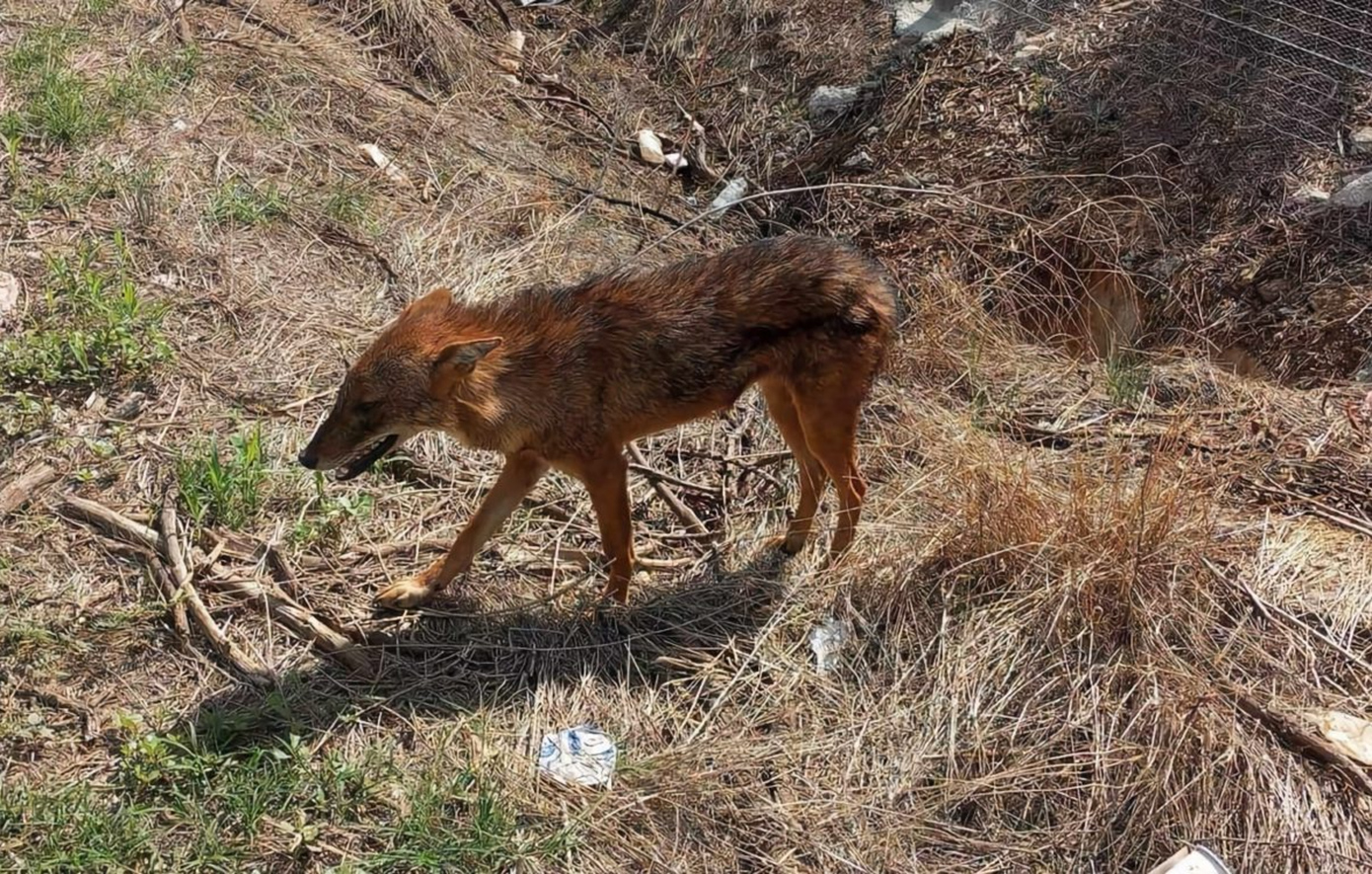 Τσακάλι βρέθηκε σε κατοικημένη περιοχή έξω από τη Λάρισα &#8211; Δείτε φωτογραφίες