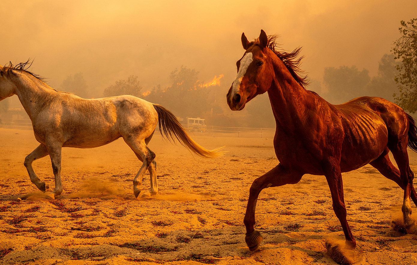 Η «Mountain Fire» κατακαίει το Λος Άντζελες, πάνω από 100 σπίτια έγιναν παρανάλωμα του πυρός &#8211; Συγκλονιστικές εικόνες