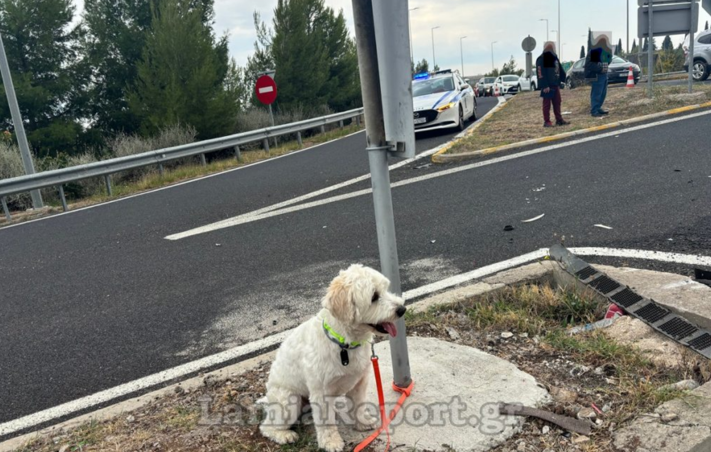 Φονικό τροχαίο στη Λαμία: Ο σκύλος του νεκρού οδηγού διασώθηκε και τον περίμενε κλαίγοντας