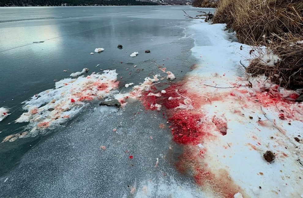 Μυστήριο με ματωμένο χιόνι στην Αλάσκα