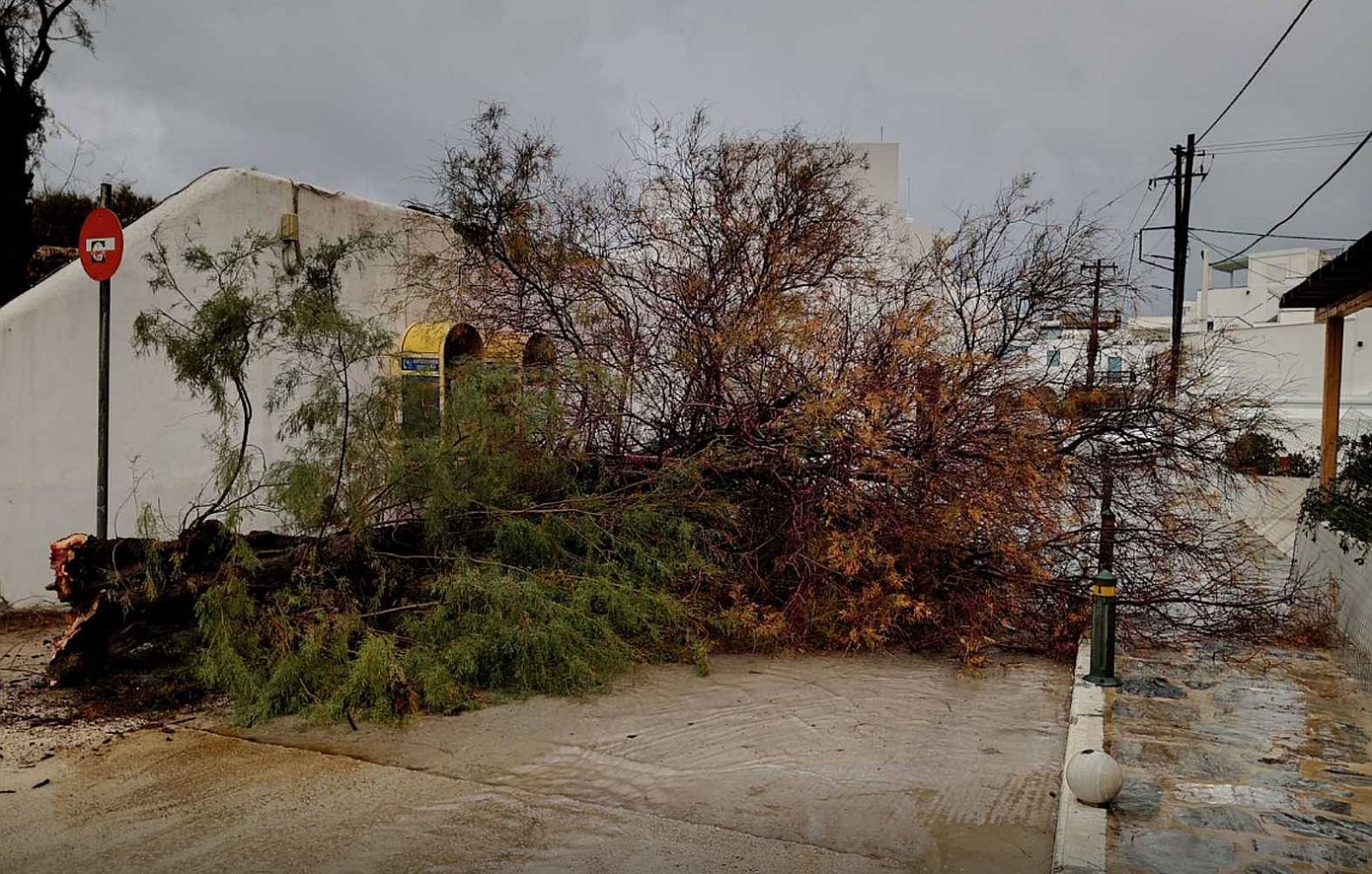 Οι ισχυροί άνεμοι που πνέουν στις Κυκλάδες έριξαν δέντρο σε δρόμο στην Νάξο