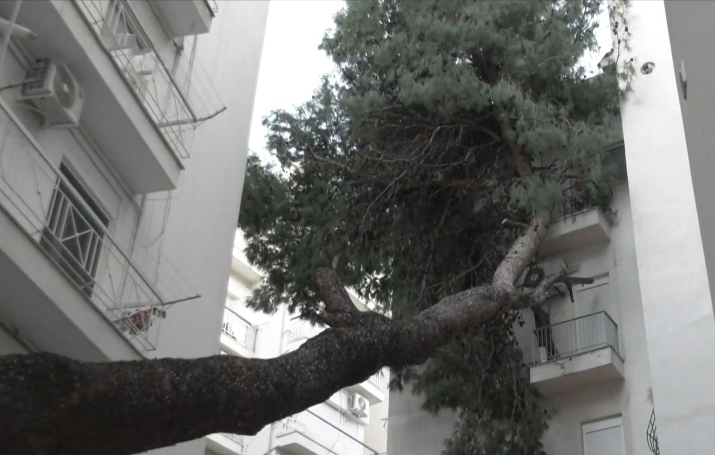 Τεράστιο πεύκο έπεσε σε μπαλκόνια πολυκατοικίας στη Θεσσαλονίκη μετά την κακοκαιρία Bora