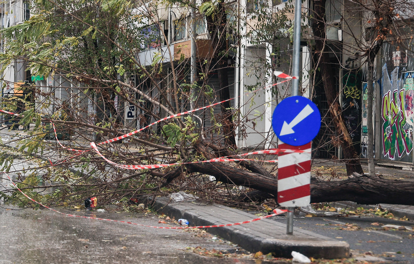 Γιατί έπεσαν τα δέντρα από την κακοκαιρία Bora στη Θεσσαλονίκη &#8211; Ποια είδη δεν πρέπει να φυτεύονται σε πόλεις