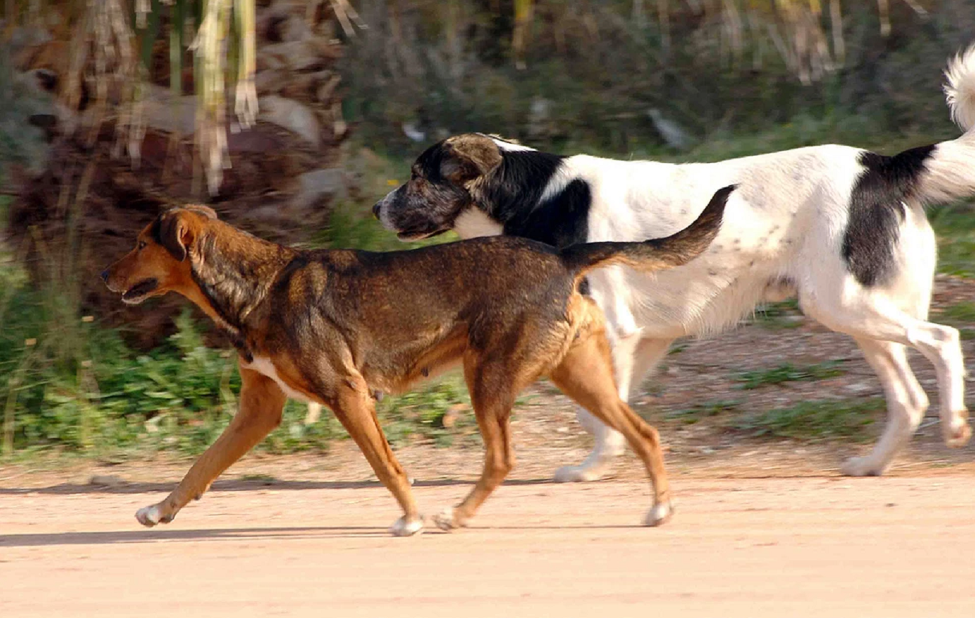 Πεινασμένα σκυλιά κατασπάραξαν τη νεκρή ιδιοκτήτρια τους &#8211; Ο αδερφός της έκανε τη μακάβρια ανακάλυψη