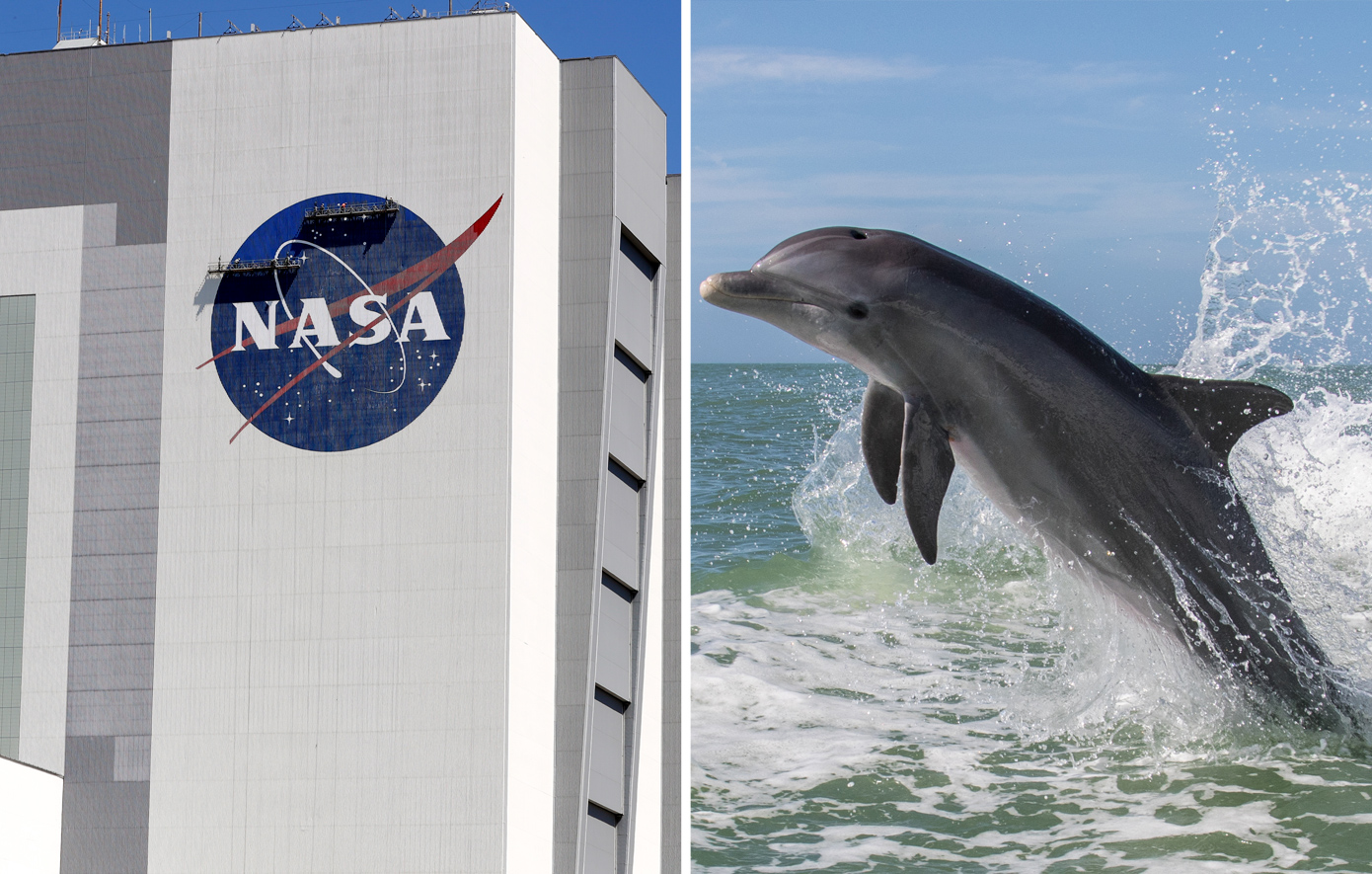 Το πείραμα της NASA με το δελφίνι που ερωτεύτηκε την εκπαιδεύτριά του &#8211; Η αυτοκτονία μετά τον αποχωρισμό