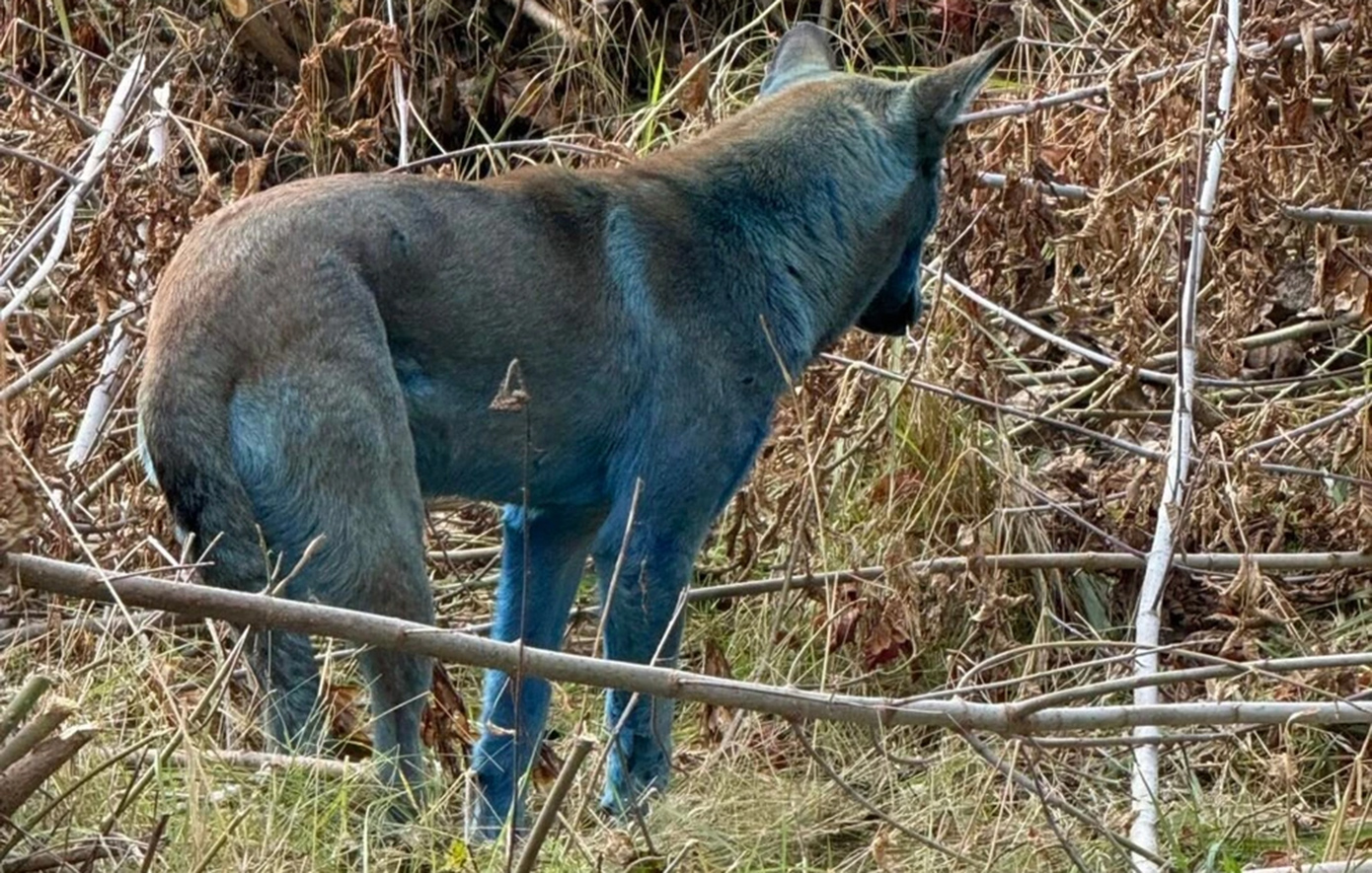 Συνεχίζεται το μυστήριο με τους μπλε σκύλους του Τσερνόμπιλ – Πού οφείλεται το παράξενο χρώμα;