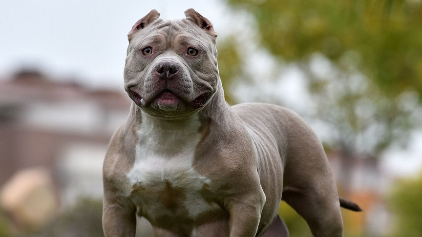 UK Guardians Of XL Bully Dogs Panic After Ban Surrender To Shelters   Xl Bully 