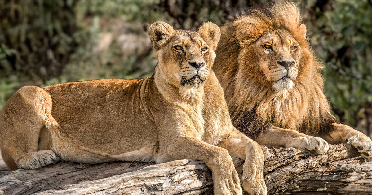 Devastation in Vietnam due to bird flu Dozens of lions and tigers