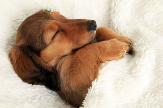 dog-sleeping-bed-funny-104__605