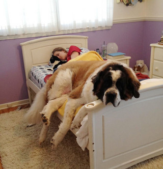 dog-sleeping-bed-funny-animal-photos-25__605