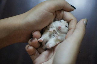 cute_hamster_17
