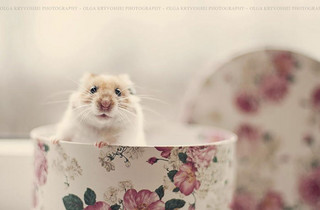 cute_hamster_18