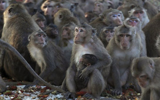 Long-tailed macaques are seen in a cage at a village in Bangkok