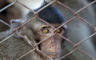 A long-tailed macaque is seen in a cage at a village in Bangkok