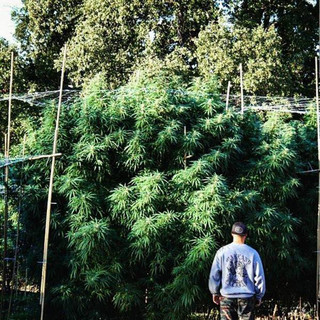 this_marijuana_businessman_is_the_next_king_of_instagram_640_12
