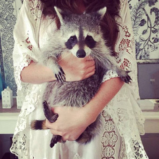 the_baby_raccoon_that_was_raised_by_a_family_of_dogs_640_09