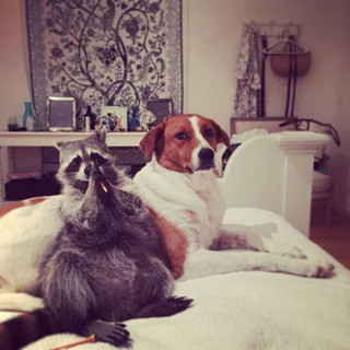 the_baby_raccoon_that_was_raised_by_a_family_of_dogs_640_13