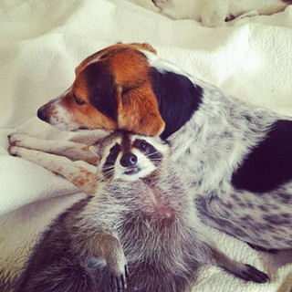 the_baby_raccoon_that_was_raised_by_a_family_of_dogs_640_15