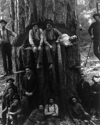 american_loggers_03