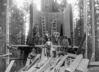 american_loggers_09