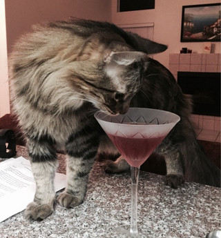 these-animals-know-how-to-party-28-photos-26