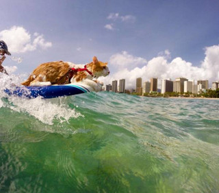 a-one-eyed-surfing-cat-lives-the-absolute-life-in-hawaii-10-photos-6