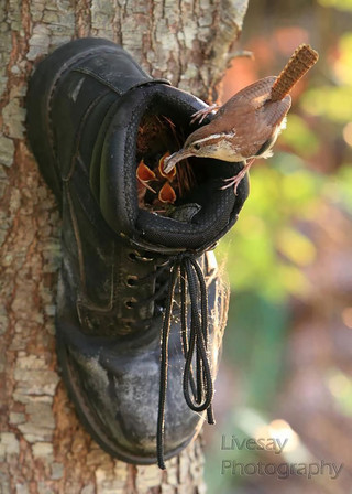 cute-bird-parents-31__700