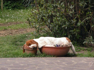 dogs_can_sleep_anywhere_and_everywhere_640_18