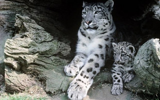 snowleopards1