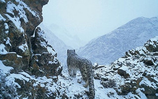 snowleopards2