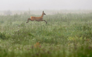 belarus