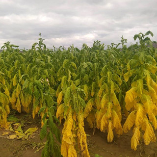 Ζημιές σε καλλιέργειες από βροχοπτώσεις στο Ν. Τρικάλων