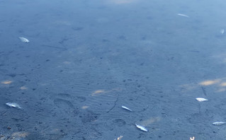 Νεκρά ψάρια από το κρύο στη λιμνοθάλασσα Δρεπάνου