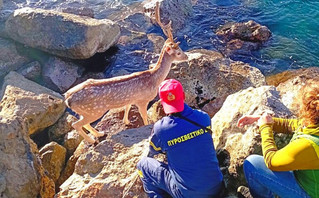 Ελάφι εγκλωβίστηκε σε βράχια στην Καλαμάτα και διασώθηκε από την Πυροσβεστική