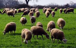 Πρόβατα