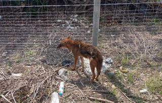 Τσακάλι βρέθηκε σε κατοικημένη περιοχή έξω από τη Λάρισα